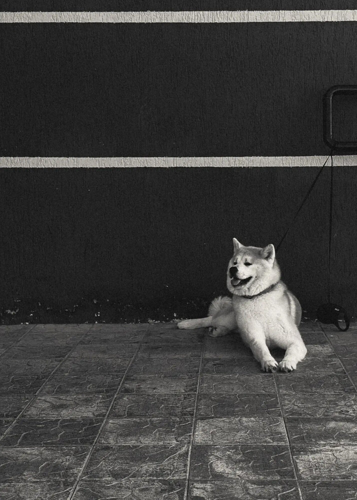 Фотография автора Мария Перевозчикова
