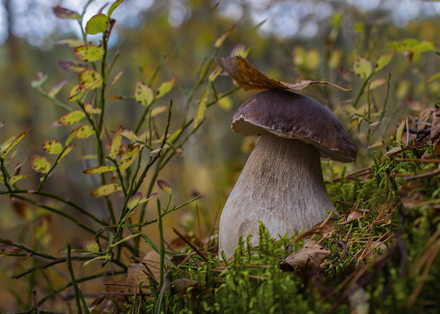 Photo #13922945