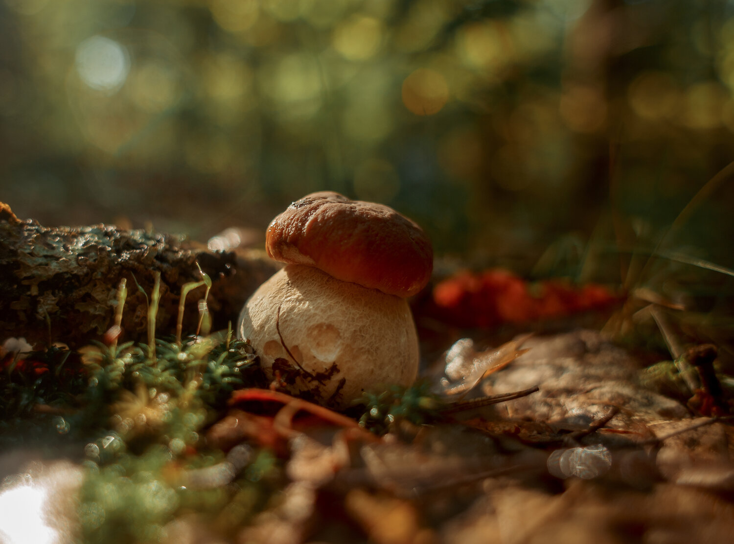 Photo #13923184