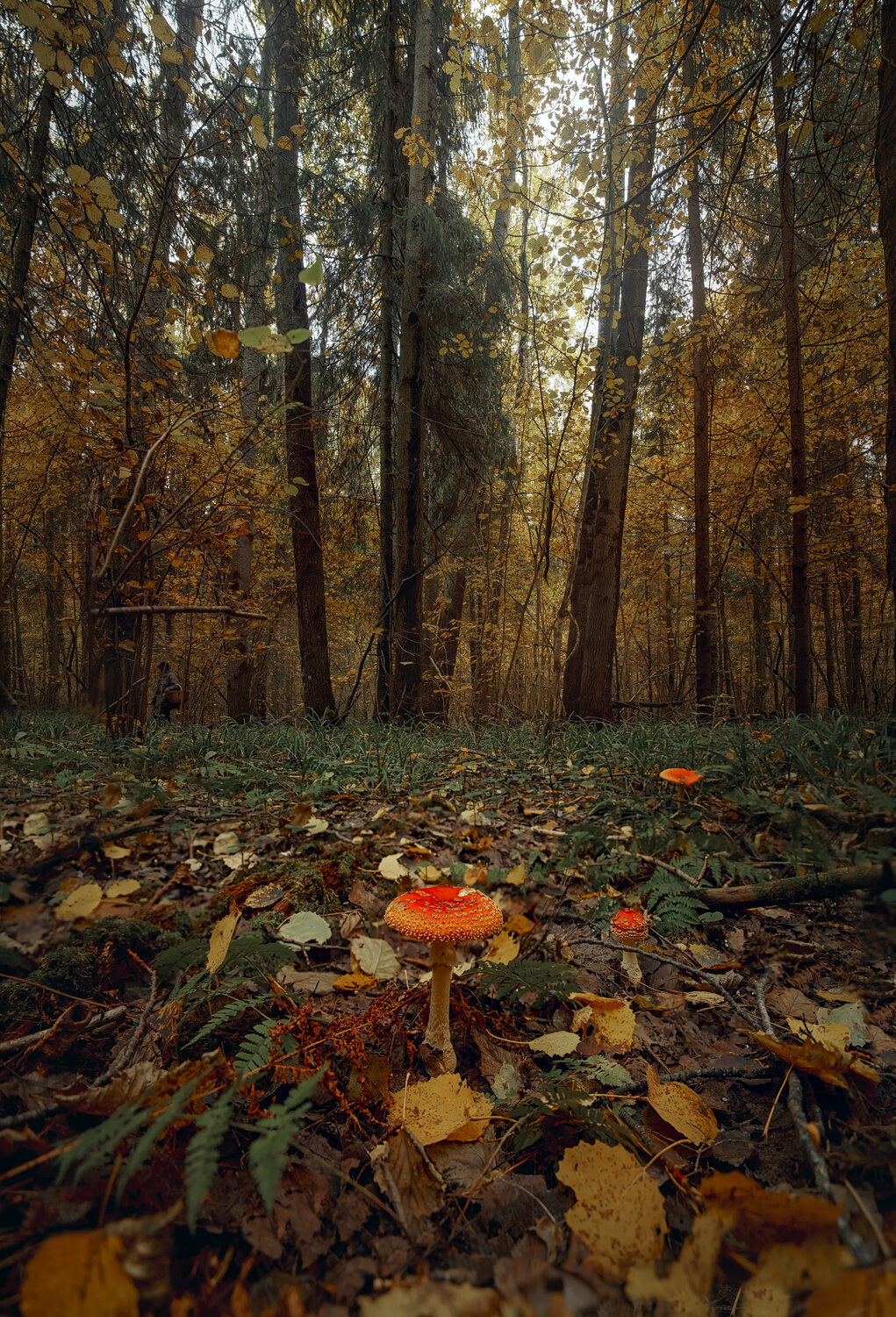 Photo #13923185