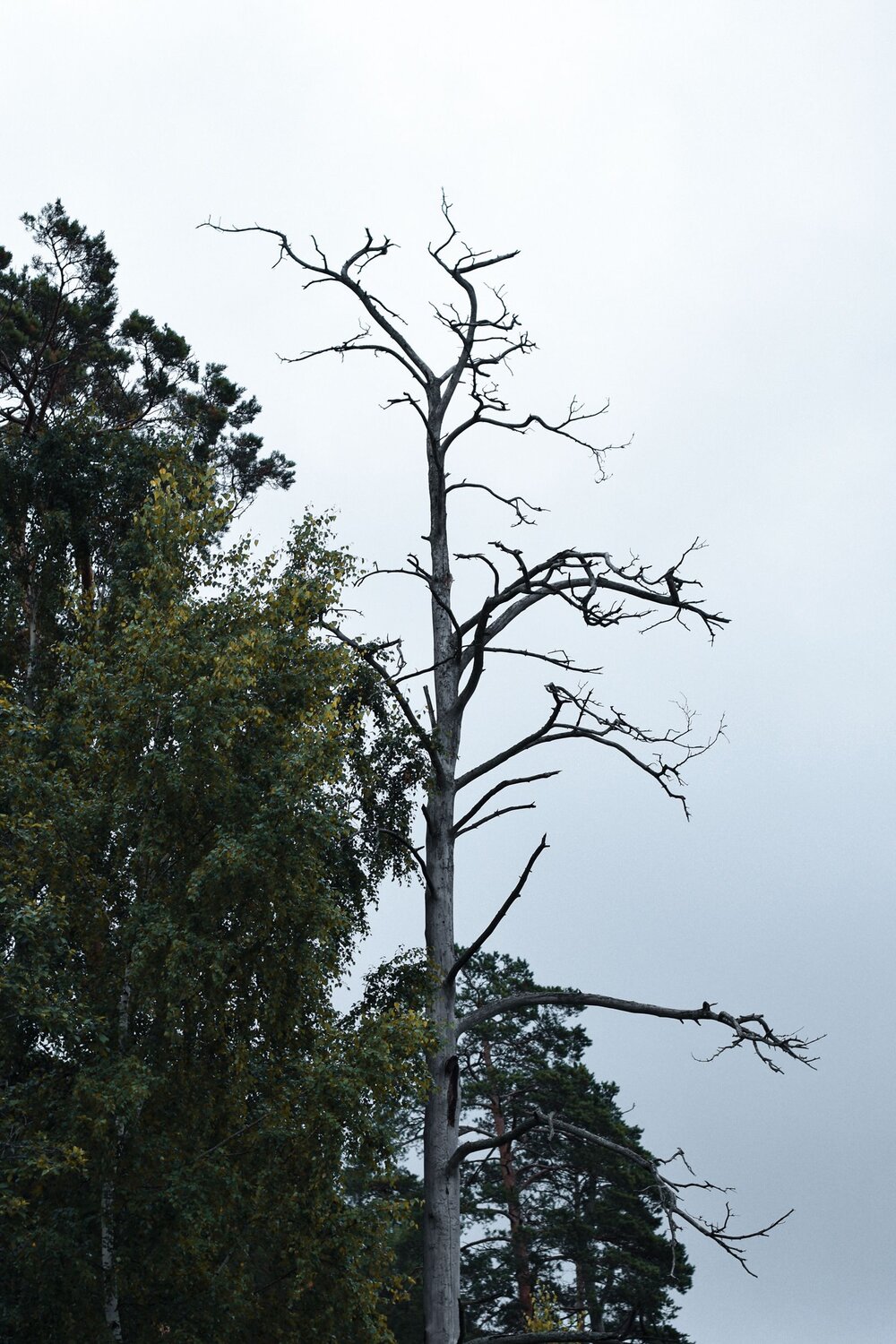 Photo #13923204