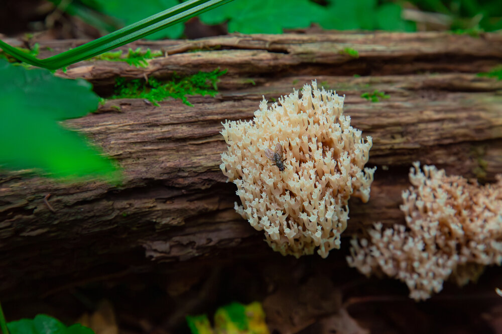 A detailed wide macro photo showing a wild coral mushroom Artomyces pyxidatus growing on rotting log with small fly insect sitting on branches in green forest