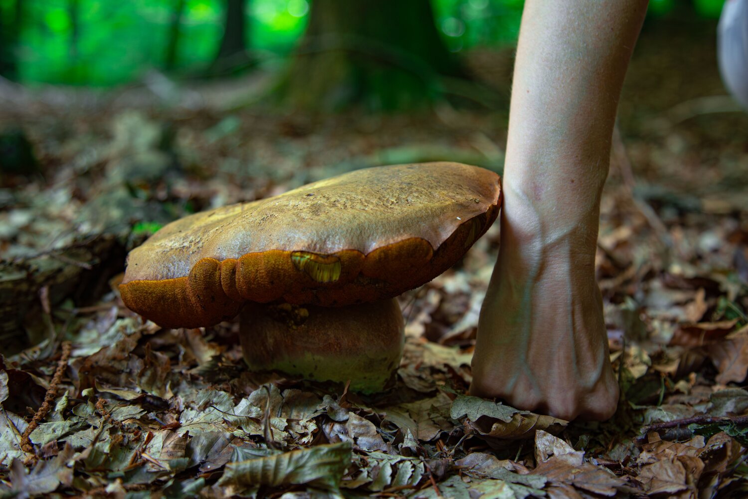 A detailed wide macro photo showing a huge wild boletus mushroom growing on forest floor next to human hand for scale comparison