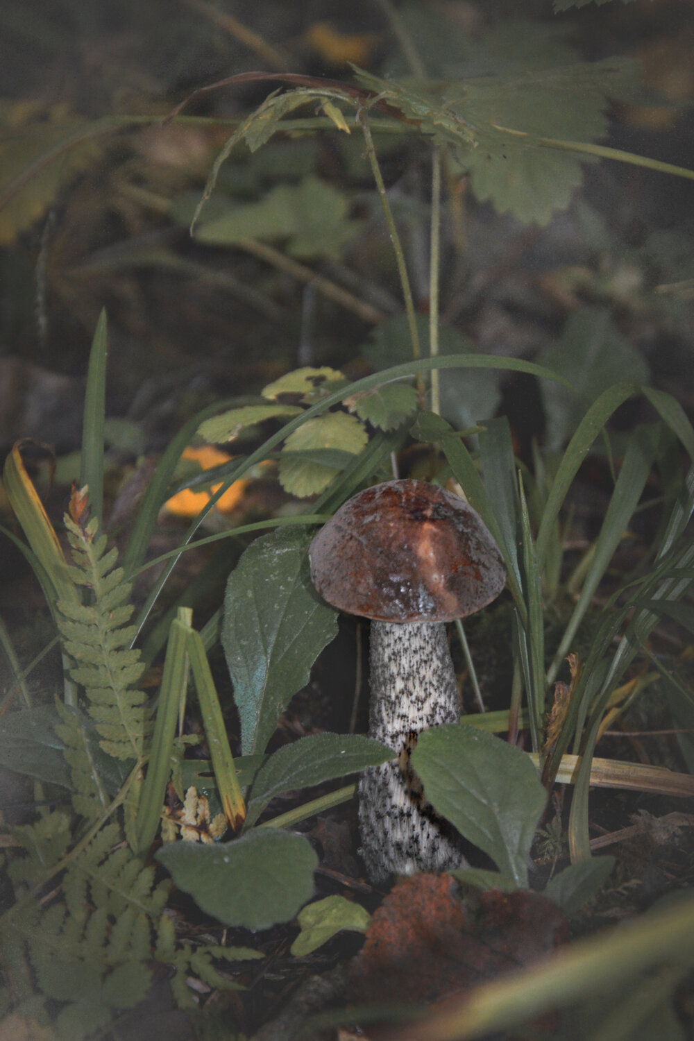 Photo #13923268