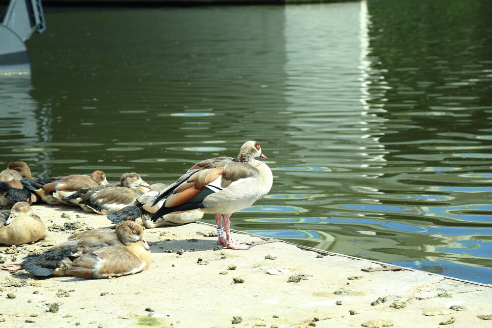 A detailed wide photo showing an adult Egyptian goose standing near flock resting on concrete canal embankment by green water