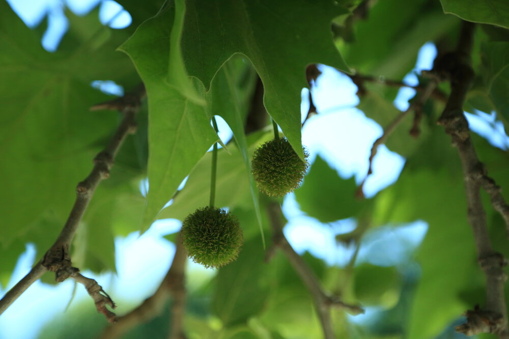 A detailed wide macro photo showing green round spiky plane tree seed balls hanging among lush maple leaves under bright blue summer sky