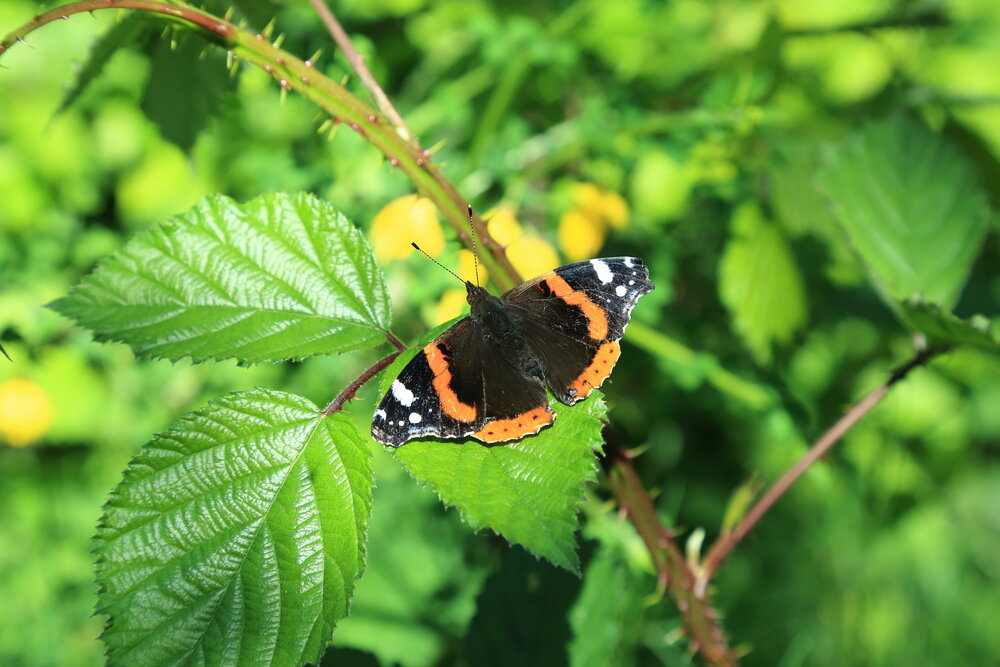 A detailed wide macro photo showing a wild red admiral butterfly Vanessa atalanta resting on green thorny blackberry leaves under summer sunlight