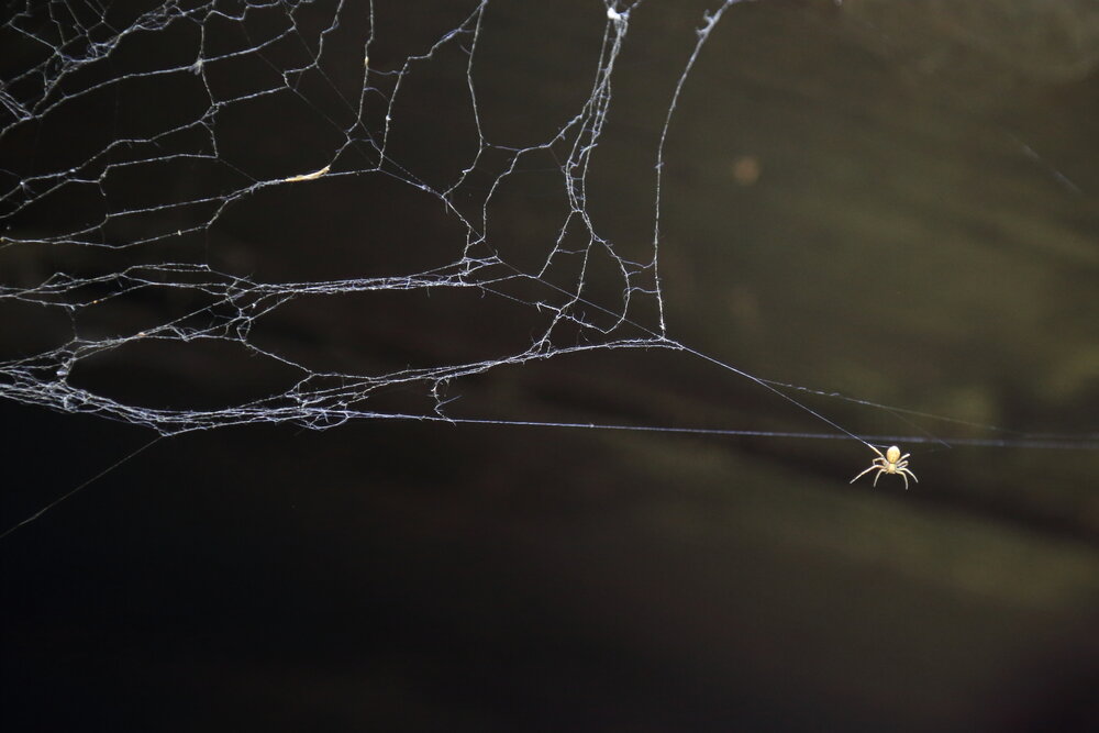 A detailed wide macro photo showing a small yellow spider hanging on a thin thread near intricate cobweb on dark background