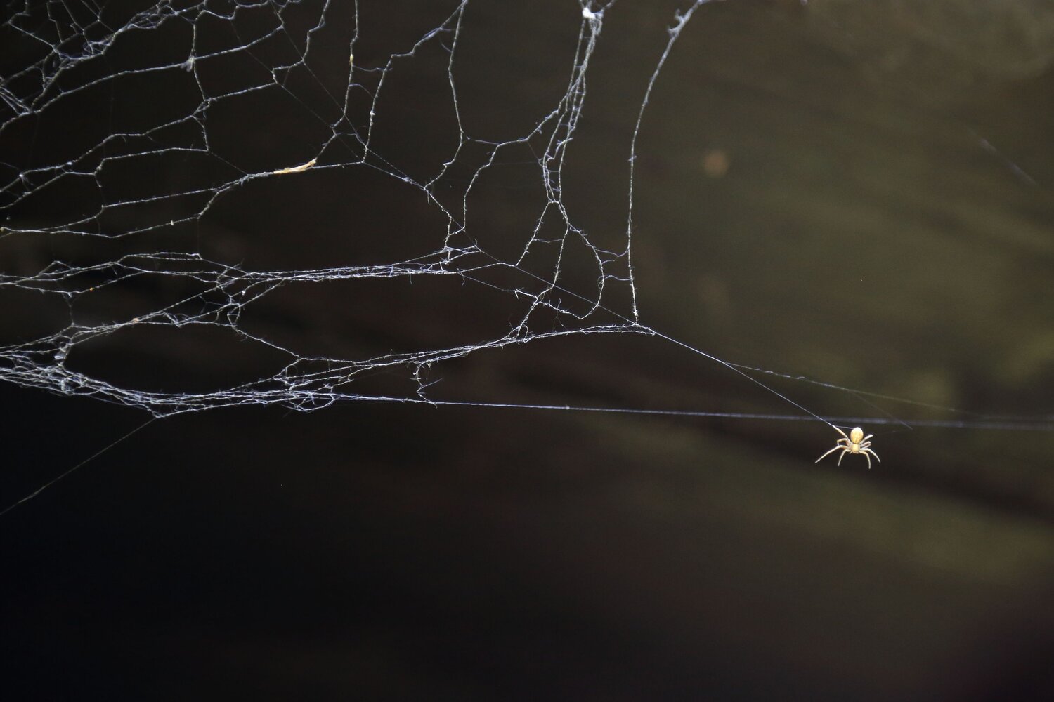 A detailed wide macro photo showing a small yellow spider hanging on a thin thread near intricate cobweb on dark background