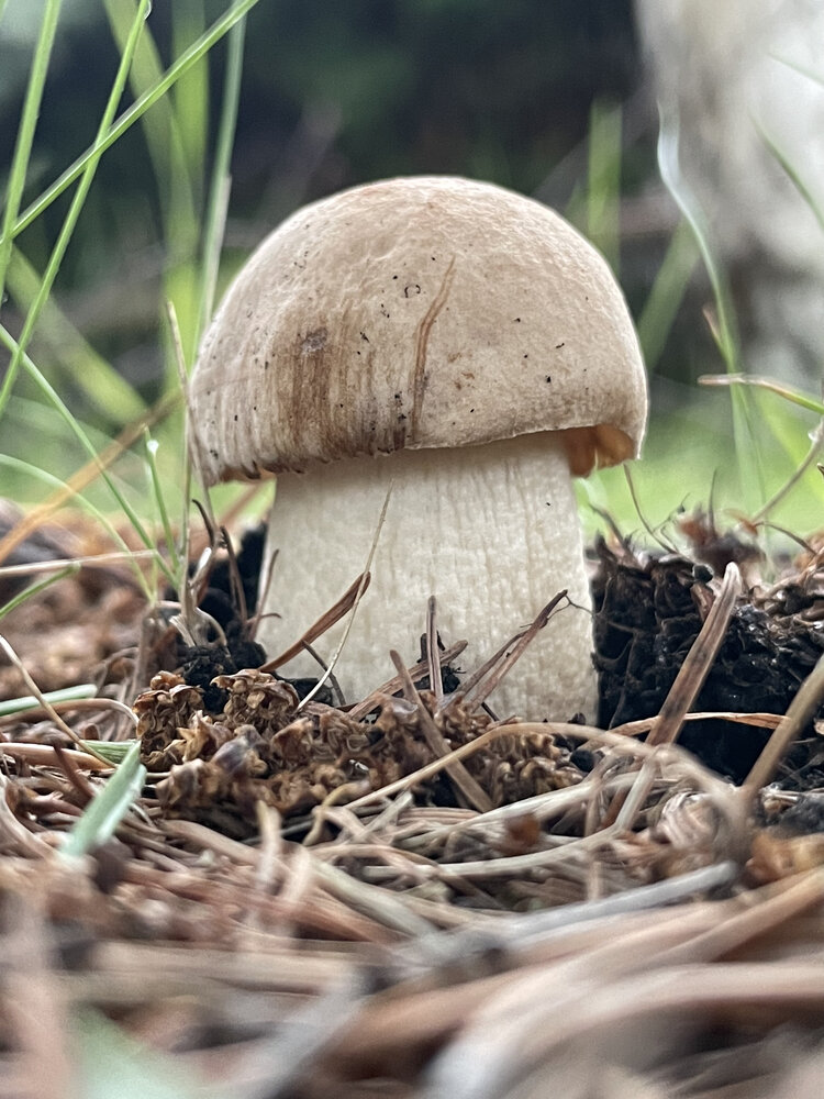 Photograph by Ирина Шутько
