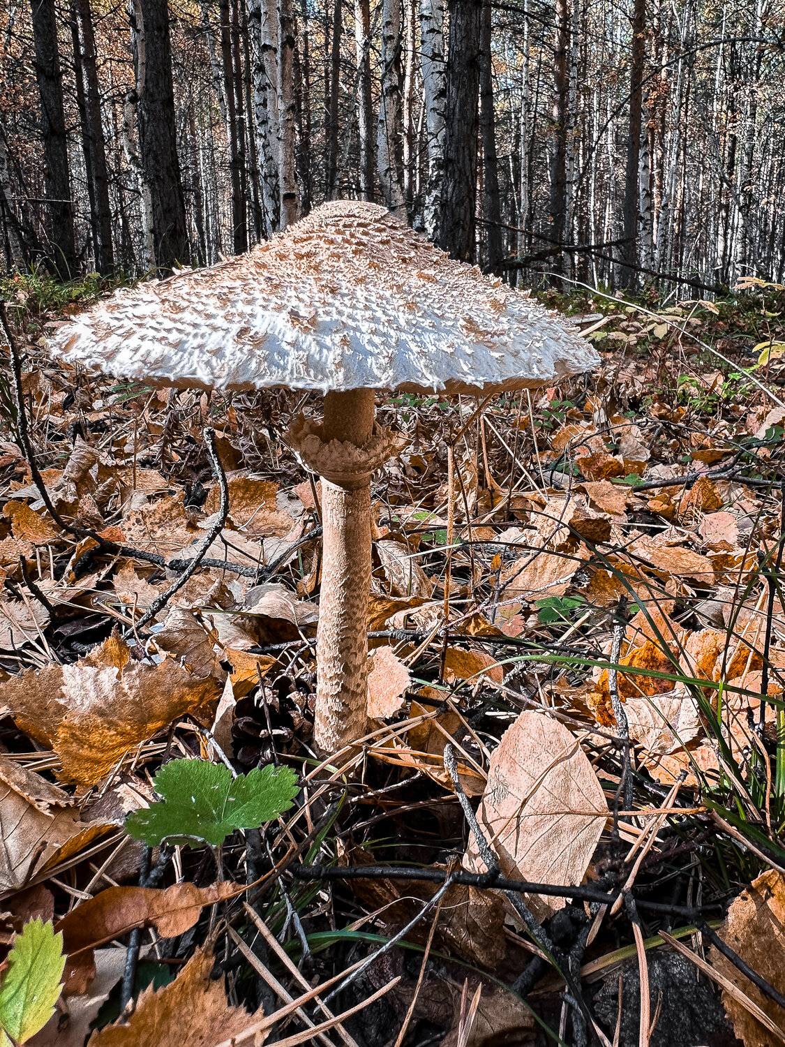 Photo #13923332