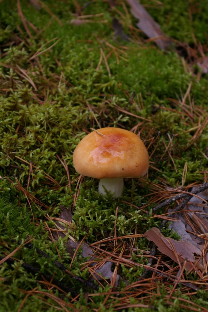 Photograph by Елена Алешкевич