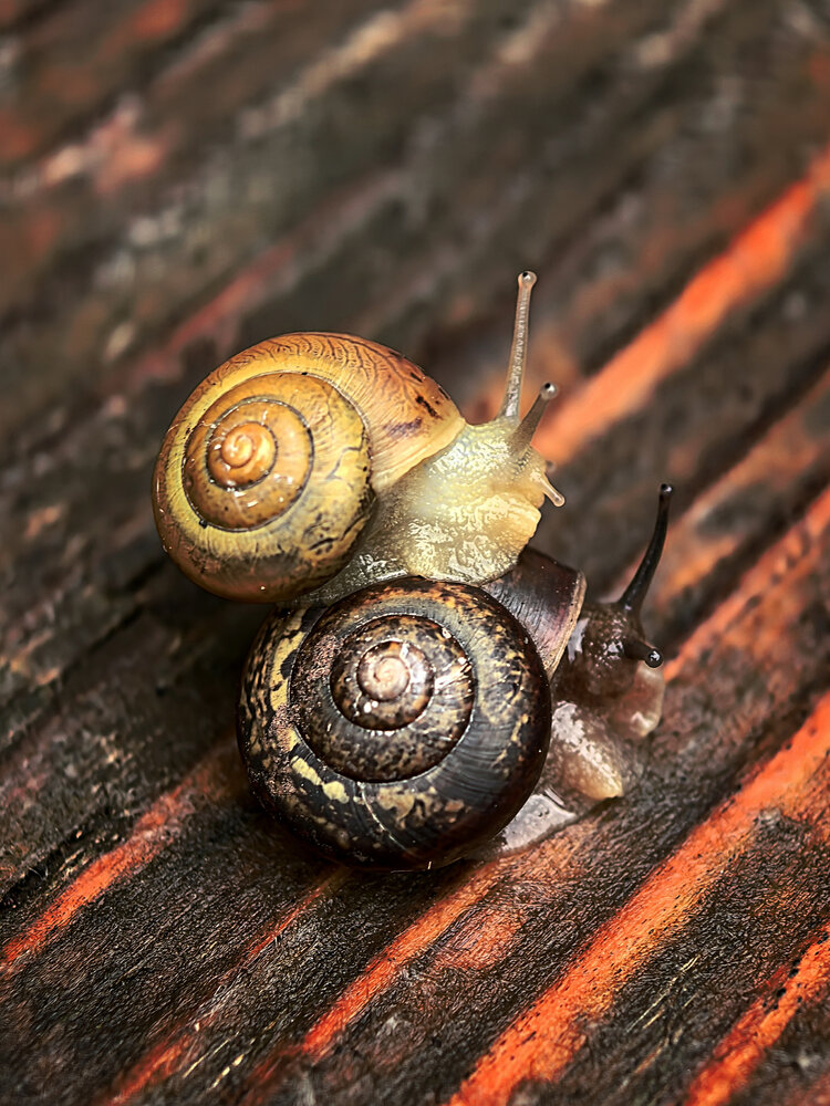 Photograph by Диана Токаревич