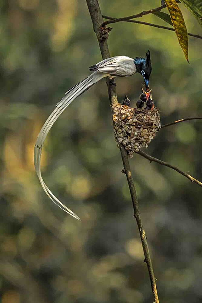 Photograph by Saumi Biswas