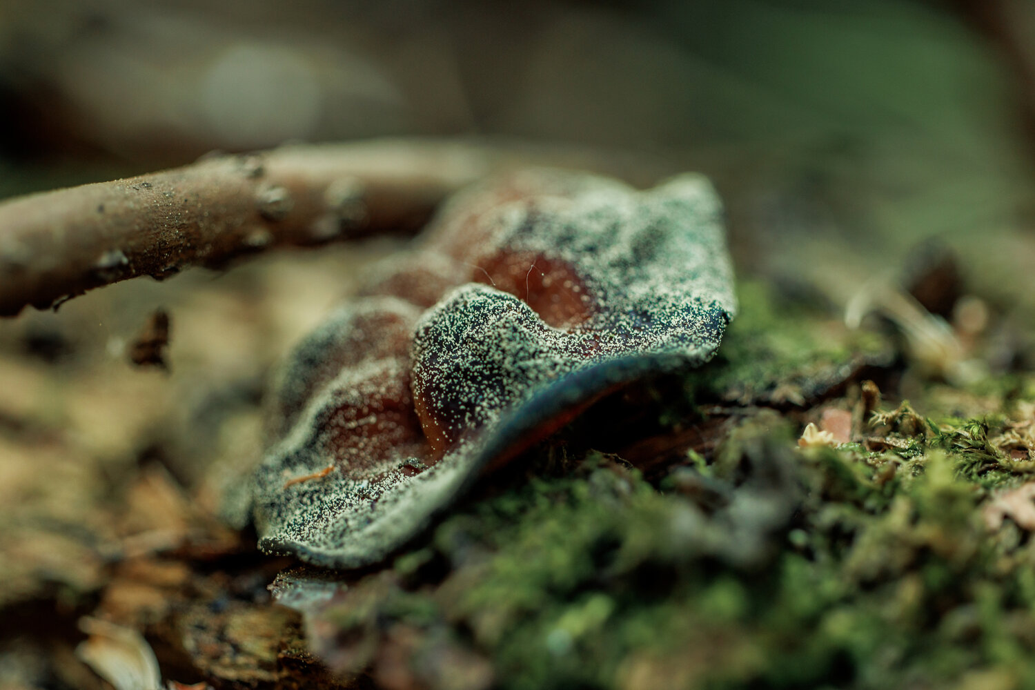 Photo #13923500