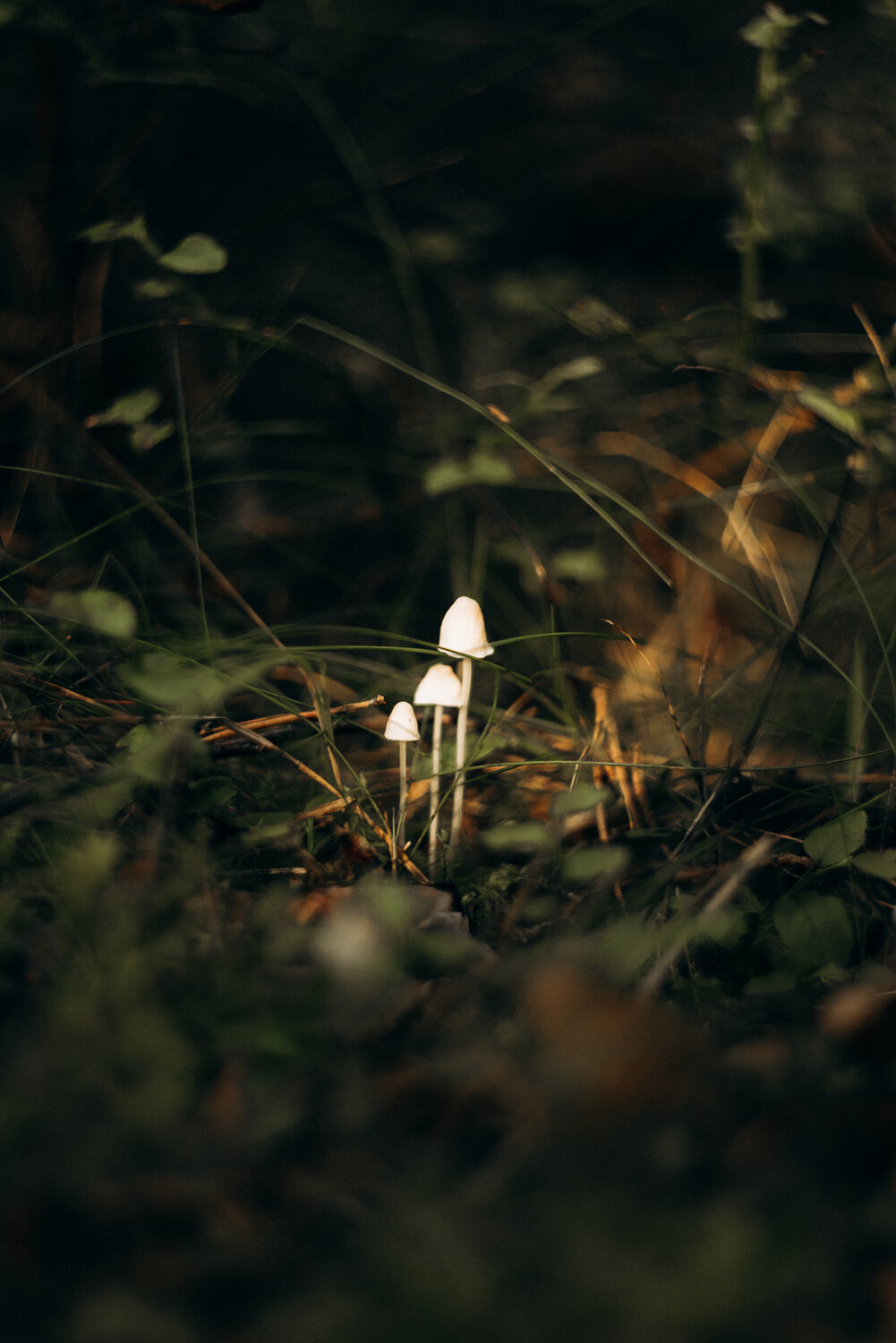 Photo #13923566