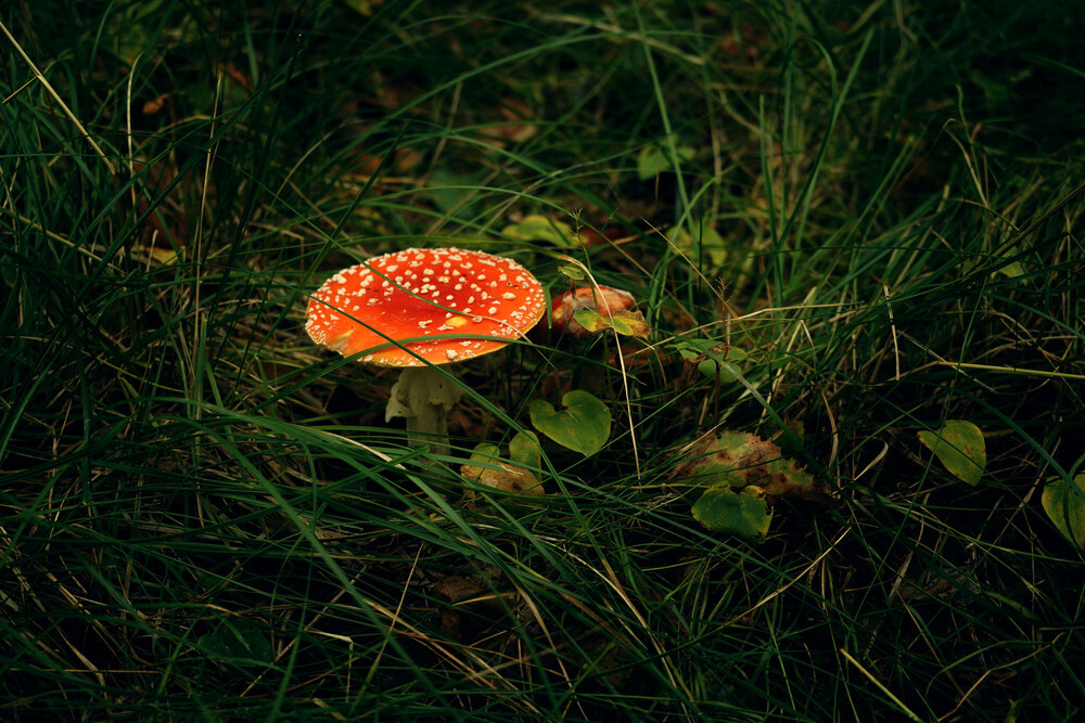 Photograph by Елена Суворова