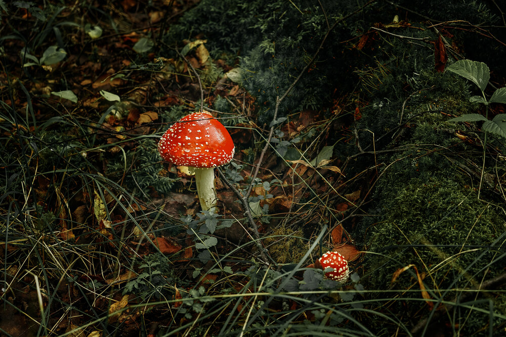 Photograph by Елена Суворова