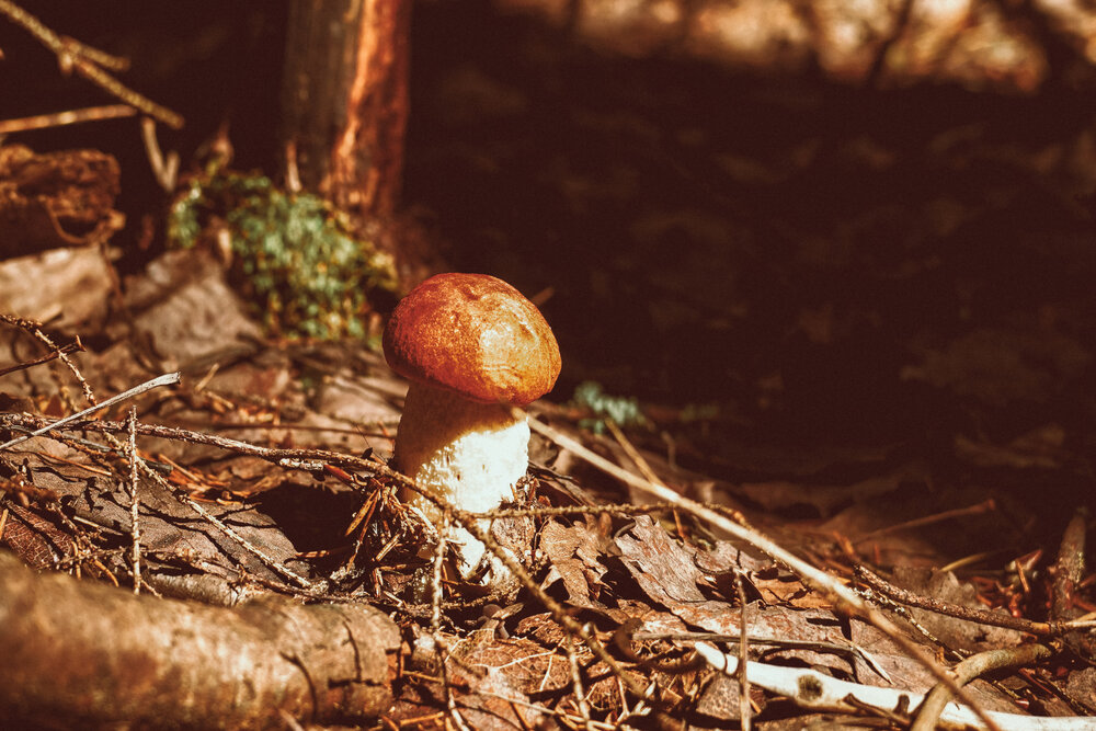 Photograph by Елена Суворова