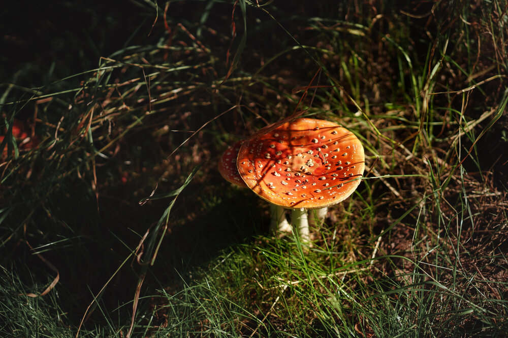 Photograph by Елена Суворова