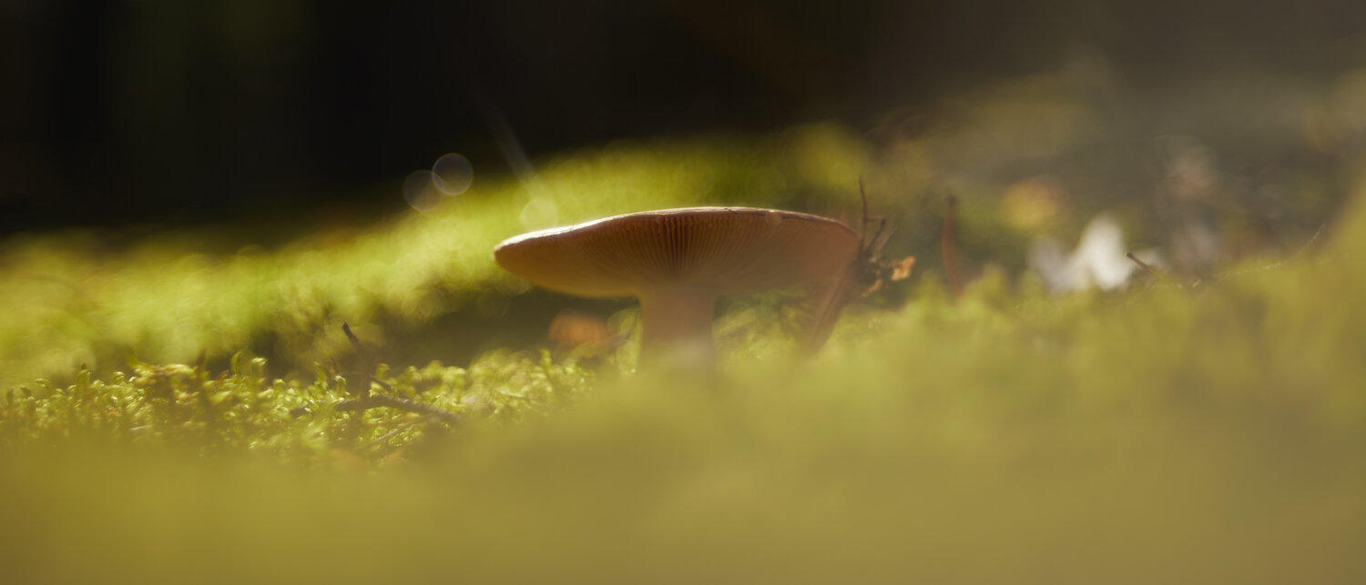 Photo #13923732