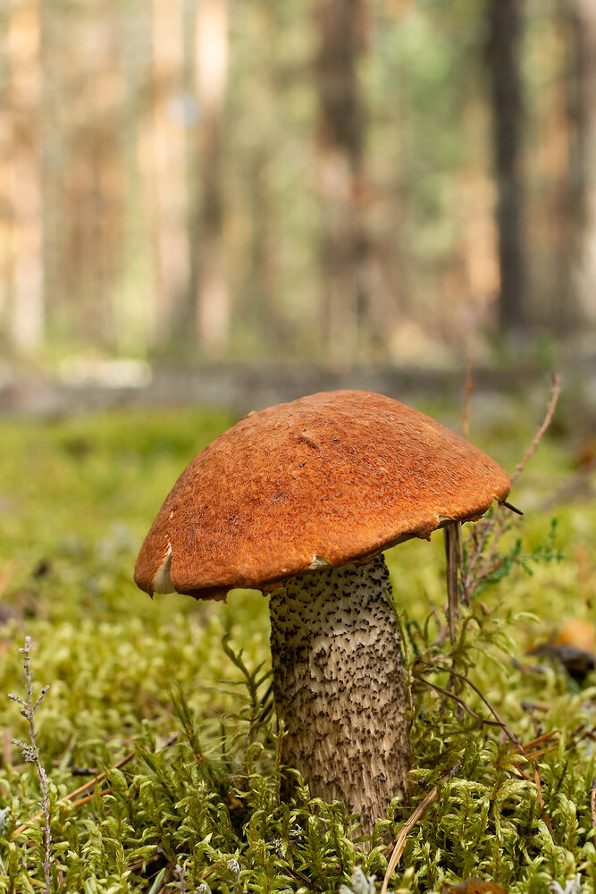 Photograph by Олег Малетин