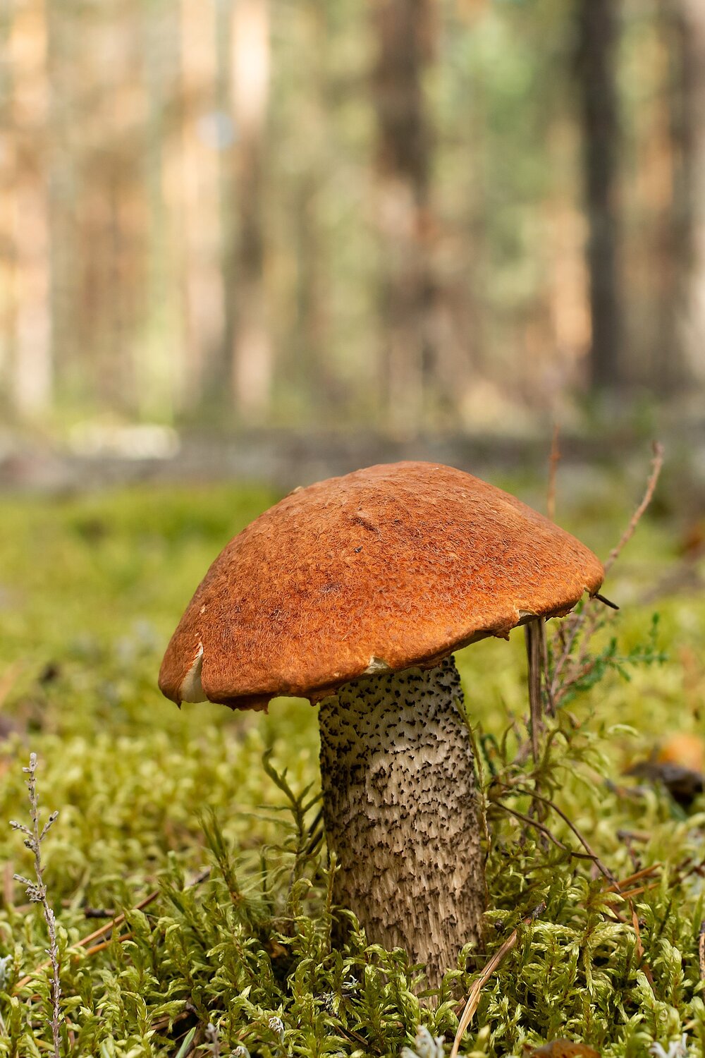 Photo #13923804