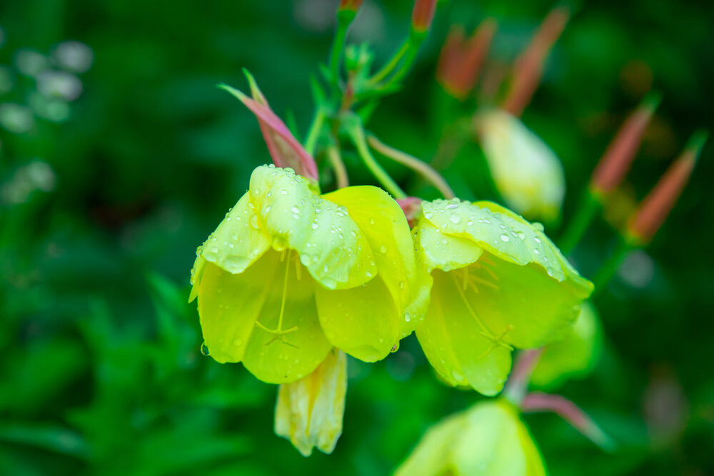 A detailed wide macro photo showing bright yellow evening primrose flowers covered with clear water drops hanging on stems in garden