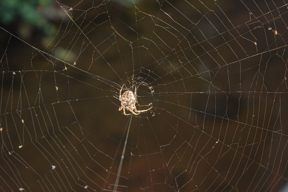 A detailed wide macro photo showing a wild garden orb weaver spider sitting in the center of an intricate round web on dark background