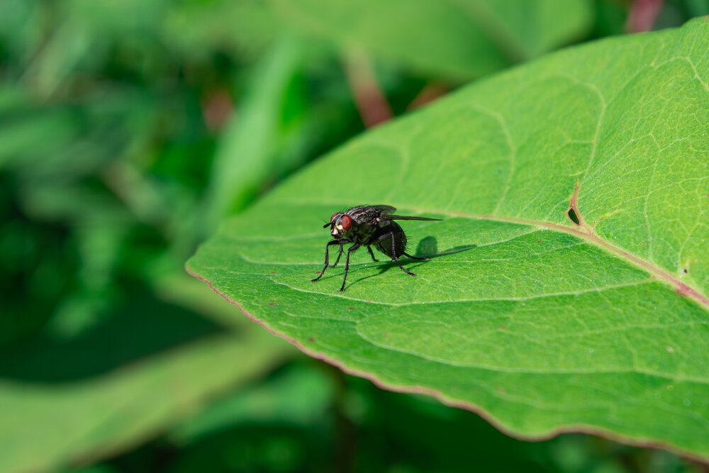 A detailed wide macro photo showing a common housefly insect resting on a vibrant green leaf in natural sunlight