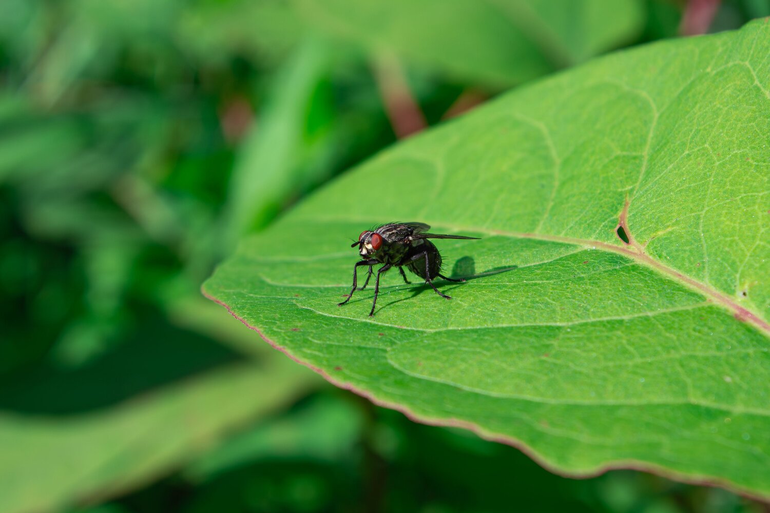 A detailed wide macro photo showing a common housefly insect resting on a vibrant green leaf in natural sunlight