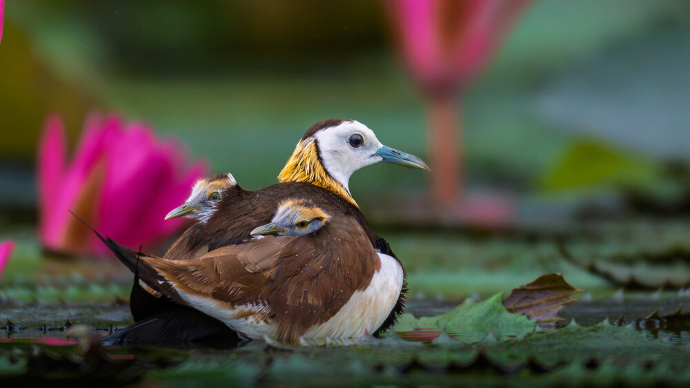Photograph by Rakesh Murmu