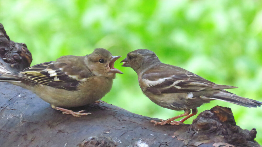 Очень кушать хочется
