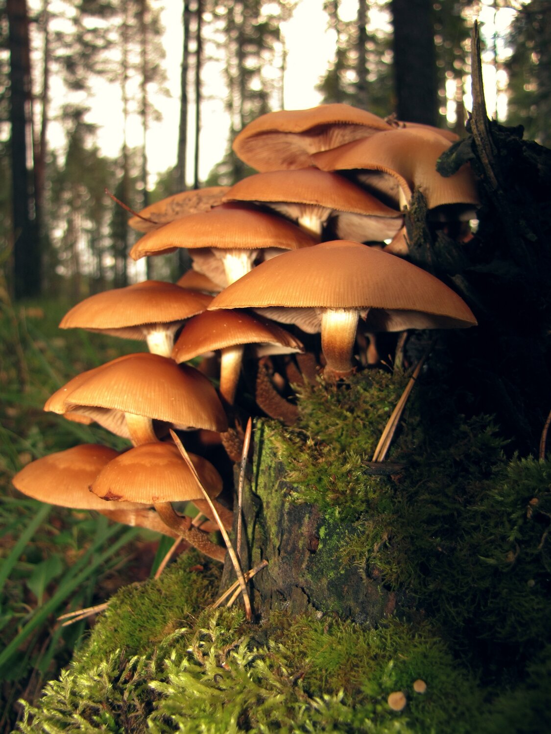 Photo #13924010