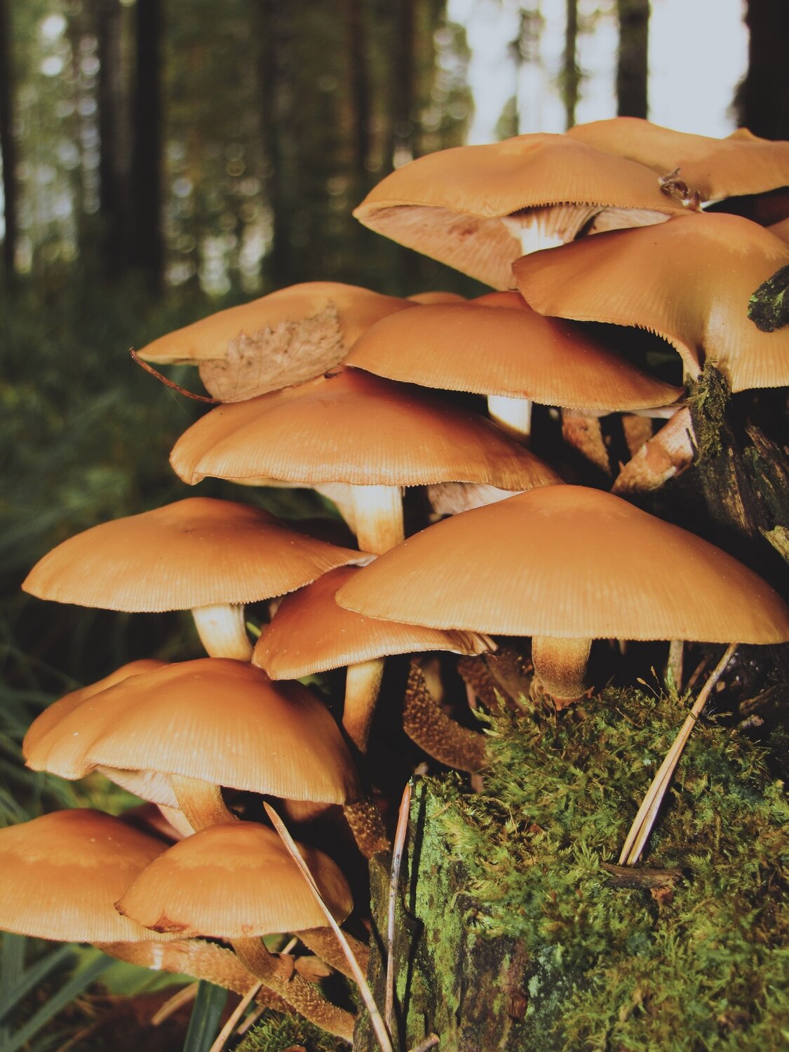 Photo #13924011