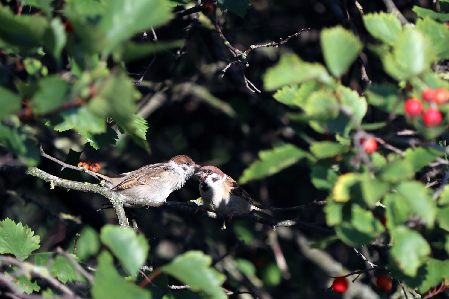 Photo #13924025