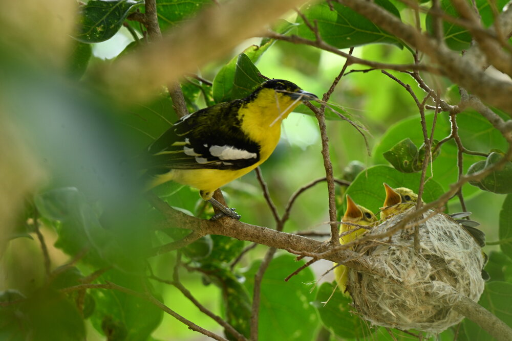 Common iora male feeding chicks