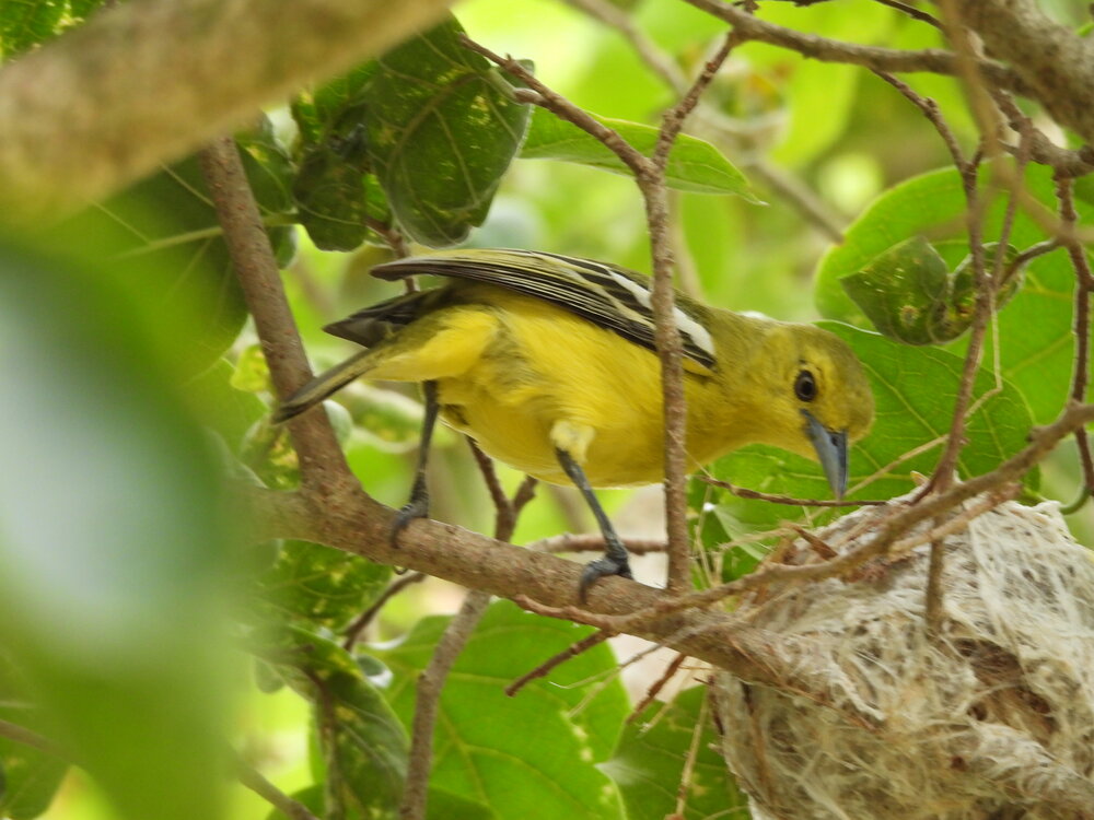 Common iora female looking at chicks in the nest