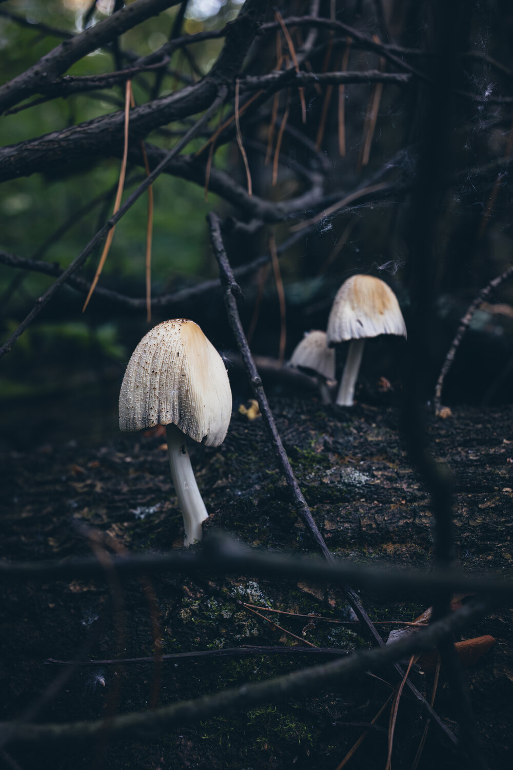 Photo #13924076