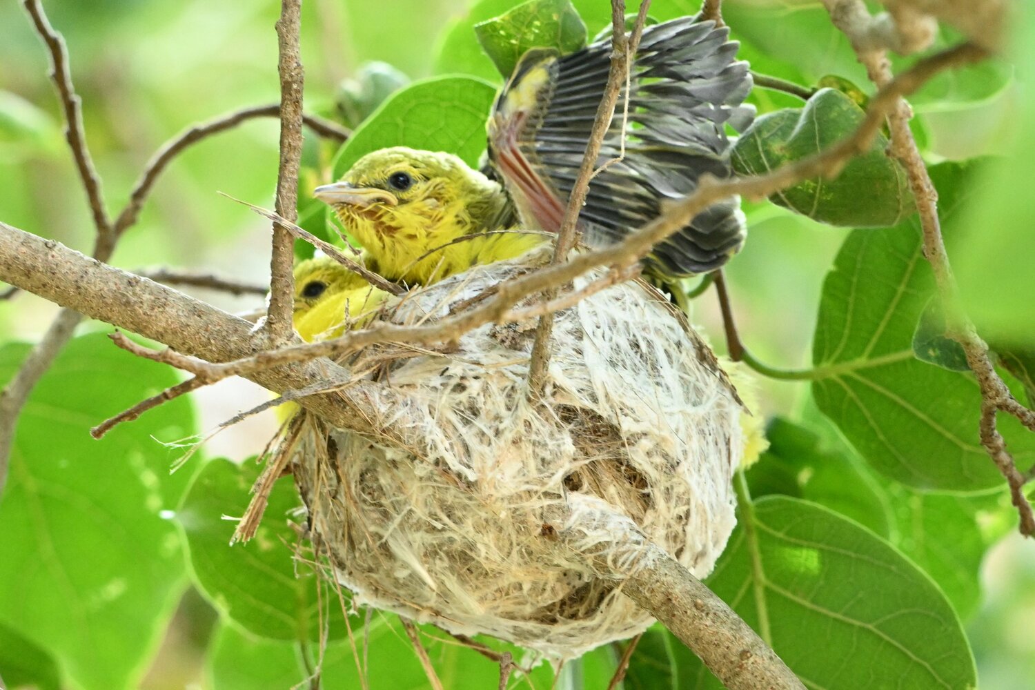 Cute iora chicks
