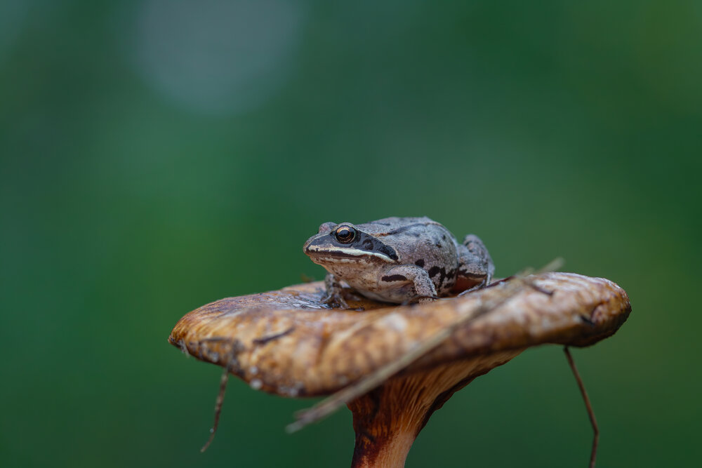 Photograph by Бурбона Сергей