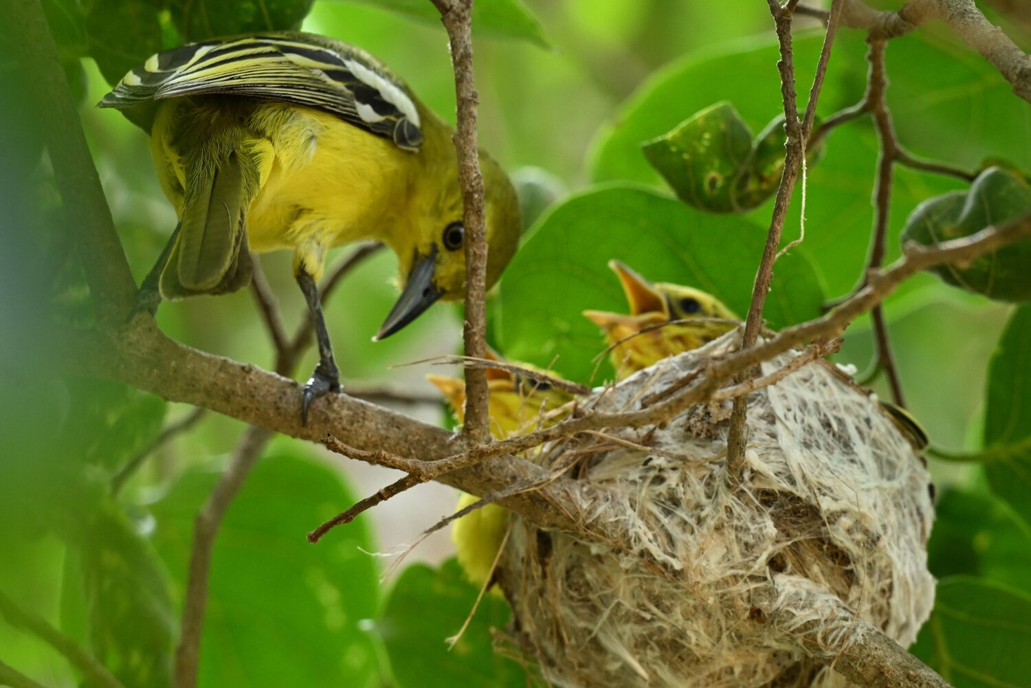 Female iora with its chicks