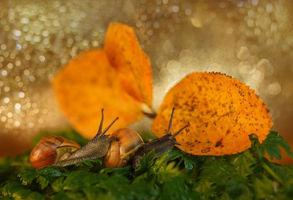 Photograph by Анна Селезнева