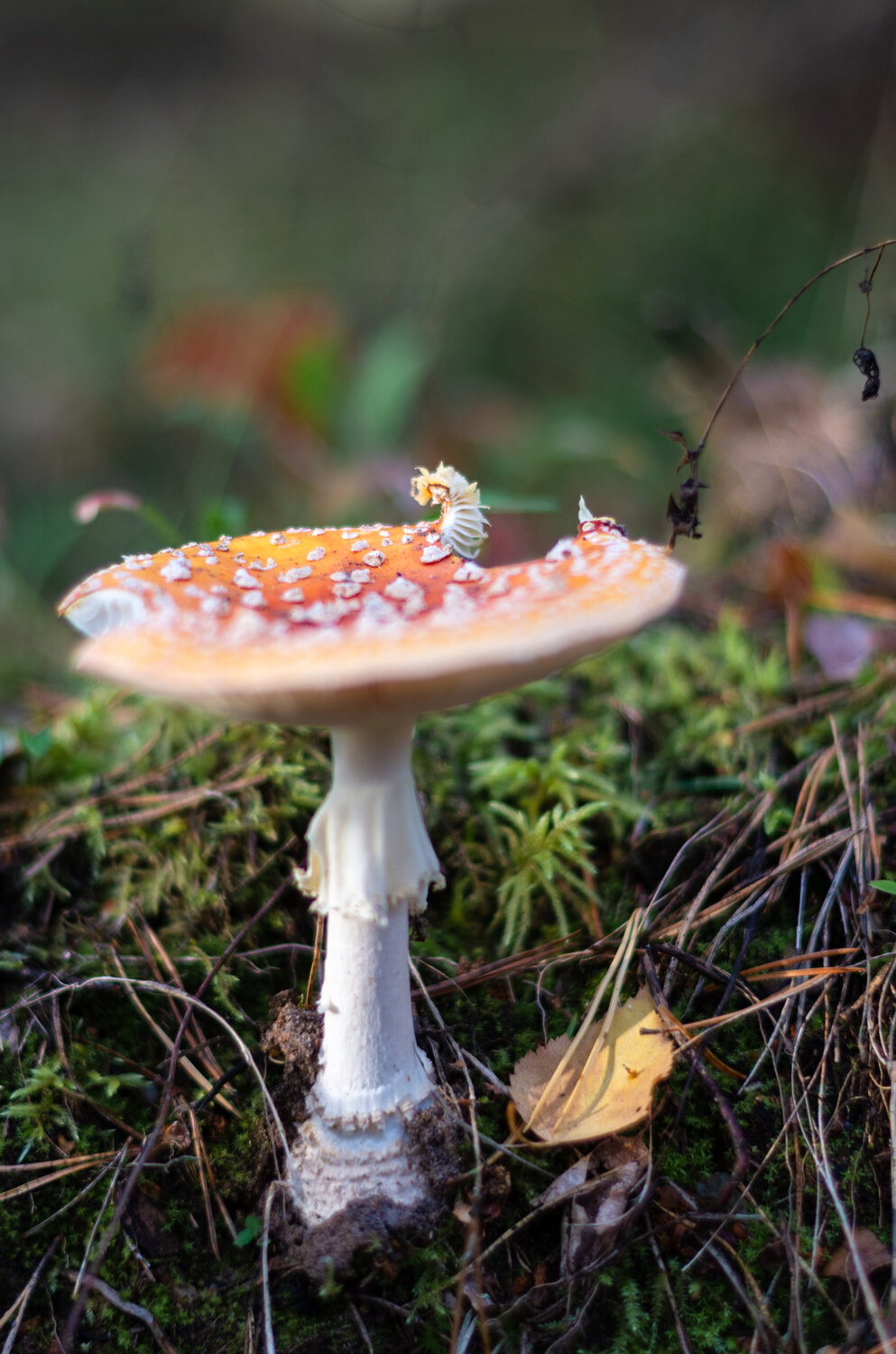Photo #13924208