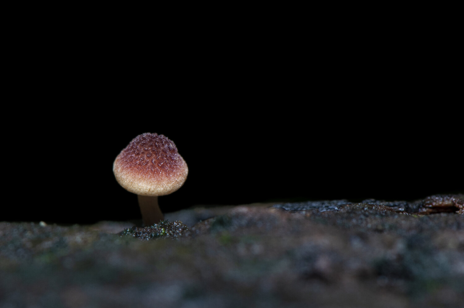 Photo #13924214