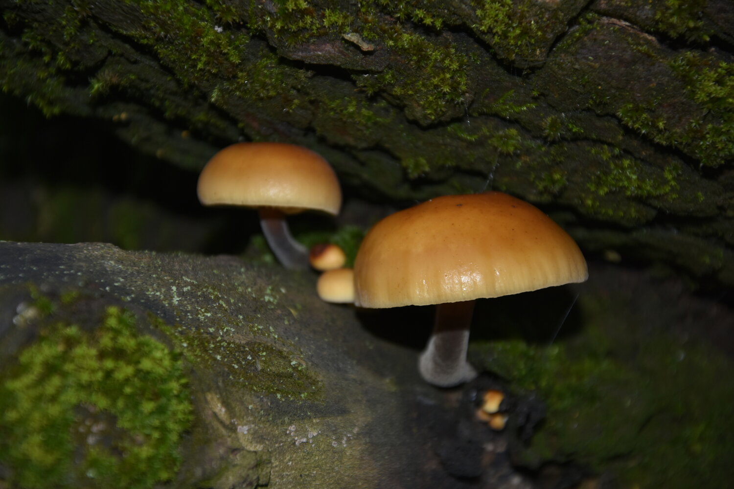 Photo #13924226