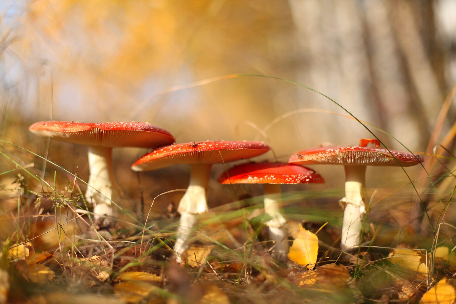 Photo #13924273