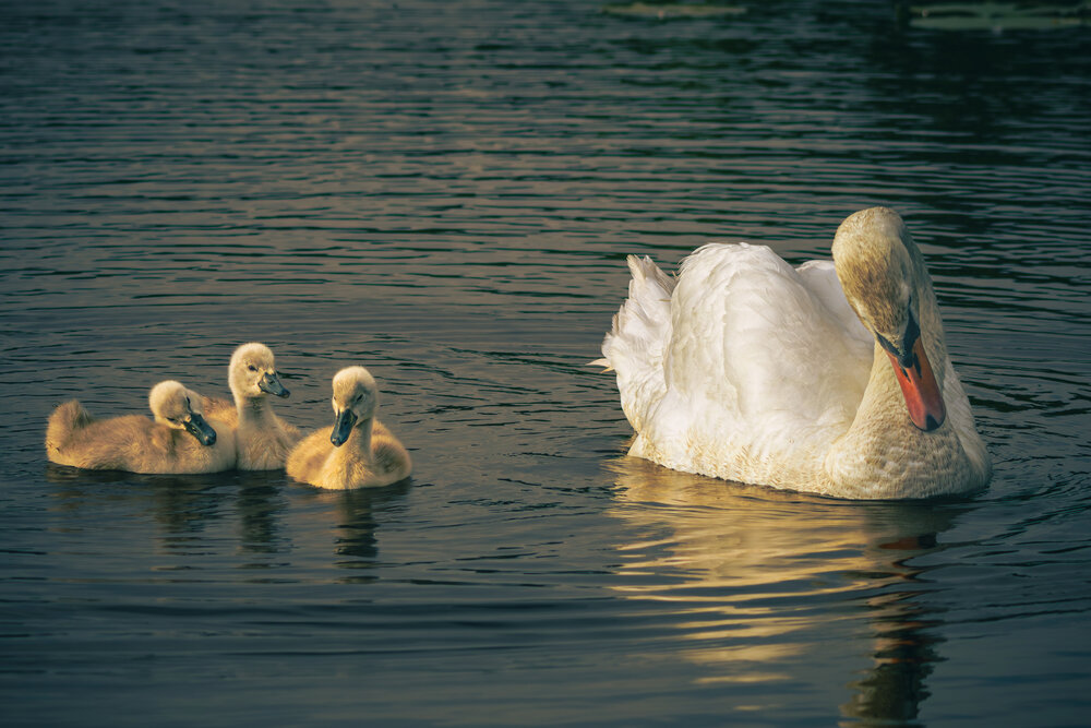 Photograph by Gregor Kobilica