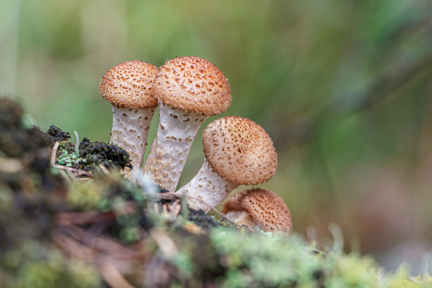 Photo #13924348