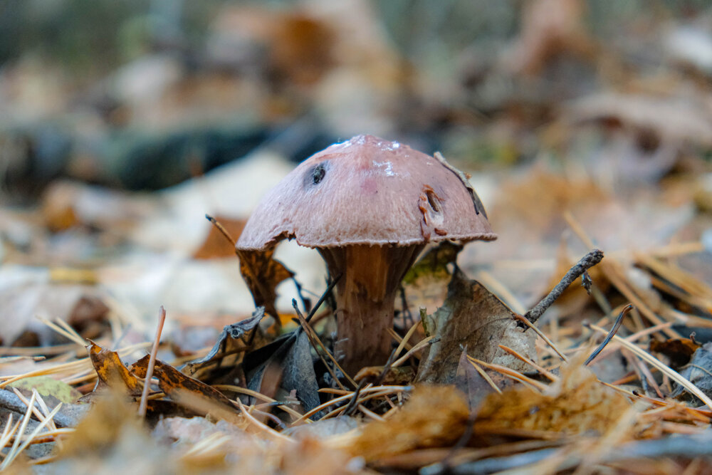 Photograph by Альберт Габбасов